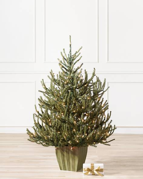 Potted Baby Spruce Tree-1